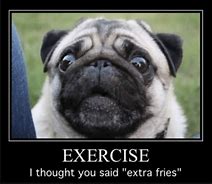 Image result for Funniest Pugs