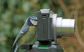 Image result for Best Camera for Birding Photography