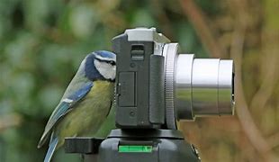 Image result for Best Camera for Bird Photography