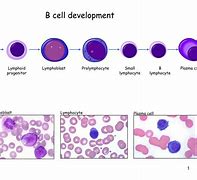 Image result for Plasma B Cells