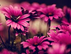 Image result for Google Images Flowers 4X6 Picture