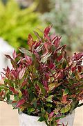 Image result for Leucothoe axillaris Litlle Flames