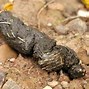 Image result for What Does Fox Poop Look Like
