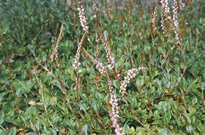 Image result for Persicaria vaccinifolium