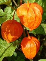 Image result for Physalis franchetii Gigantea