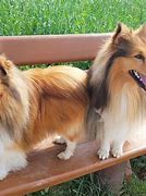 Image result for Small Collie Type Dogs