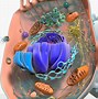 Image result for Cytoplasm Animal Cell 3D Model