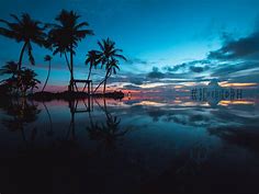 achtergrond palmbomen, zonsondergang, oceaan, avond, tropen hd ...