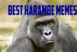 Image result for Boko Harambe Meme