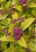 Image result for Spiraea japonica LITTLE FLAME