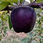 Image result for Apple Changing Color