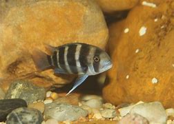 Image result for cyphotilapia