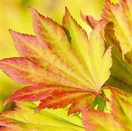 Image result for High Definition Photos of Japanese Maple Leaves