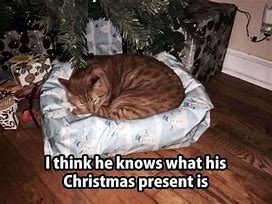 Image result for Dank Christmas Cat Meme
