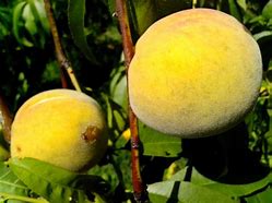 Image result for Yellow Peach Fruit