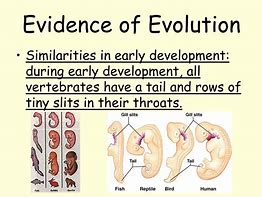Image result for Evidence of Evolution