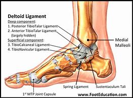 Image result for Side of the Foot Anatomy