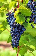 Image result for Black Grapes Plant