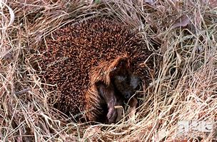 Image result for Hedgehogs and Gymnures