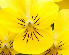 Image result for Pretty Yellow-Green Things