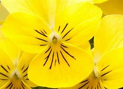 Image result for Things in Nature That Are Yellow