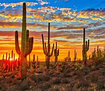 Image result for Phoenix Sonoran Desert