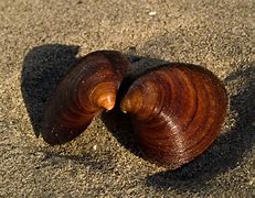 Image result for Greenland Shark Ocean Quahog