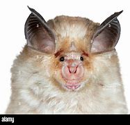 Image result for Mediterranean Horseshoe Bat