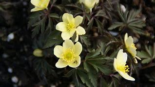 Image result for Anemone x lipsiensis