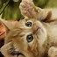 Image result for 2 Cute Baby Cats