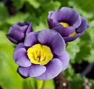 Image result for Primula auricula Broadwell Gold