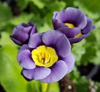Image result for Primula auricula Piers Telford