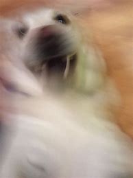 Image result for Blurry Photo White Dog