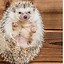 Image result for Hedgehog Symbolism