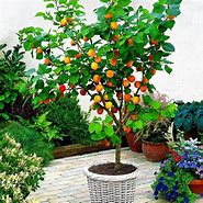 Image result for Fruit Trees for Patios