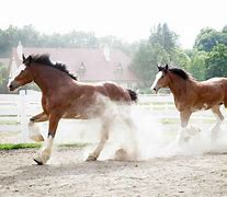 Image result for Draft Horse and Toddler