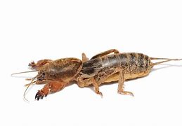 Image result for Cyatipide Bug Cricket