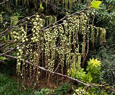 Stachyurus praecox に対する画像結果