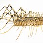 Image result for Centipede