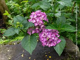 Image result for Hydrangea macrophylla Pia