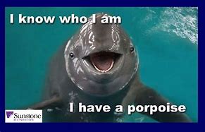 Image result for Porpoise Insults