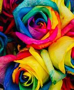 Image result for Rainbow Rose Wallpaper