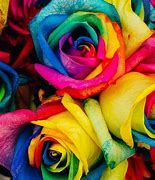 Image result for Rainbow Rose Wallpaper