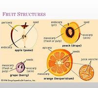 Image result for Schematic Drawing of a Fruit Cell