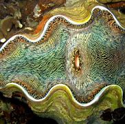 Image result for Clam Eyes