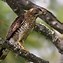 Image result for Sharp-shinned Hawk