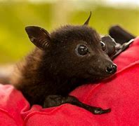 Image result for Cute Fluffy Bat