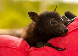 Image result for Hoary Bat Flying