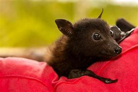Image result for Baby White Bat