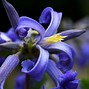 Image result for New Love Clematis Shrub